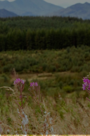 Advancing biodiversity monitoring with technology