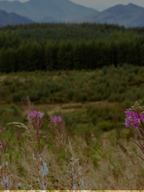 Advancing biodiversity monitoring with technology