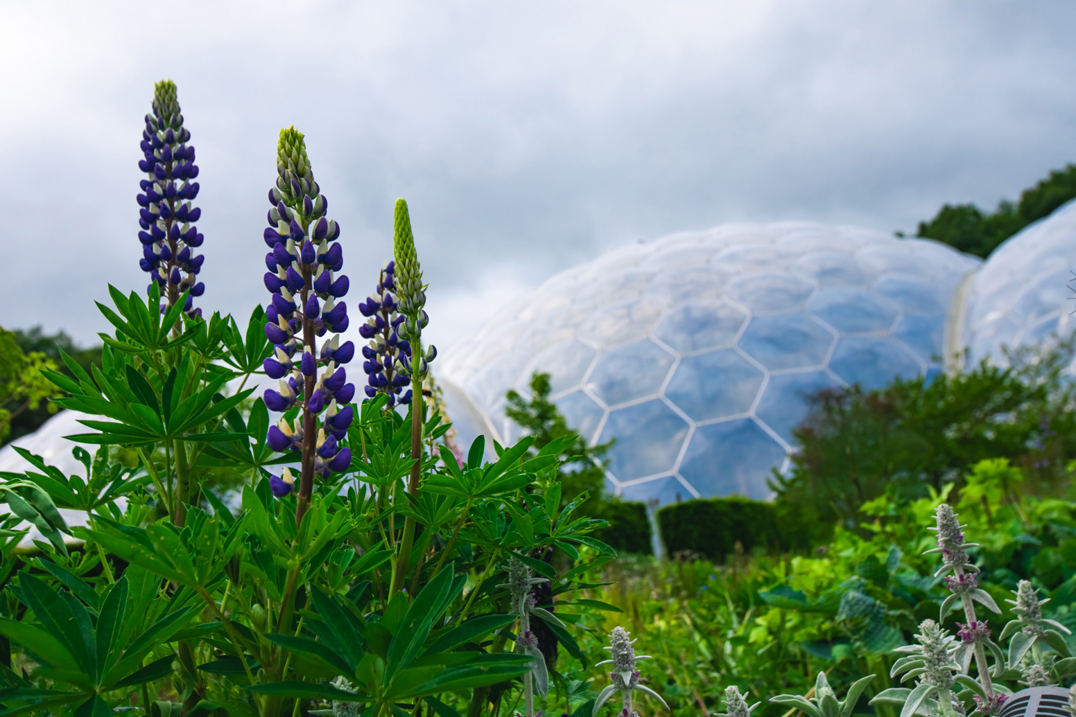 Supporting biodiversity and nature alongside the Eden Project