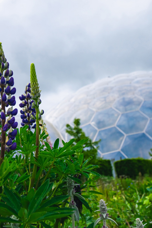 Supporting biodiversity and nature alongside the Eden Project