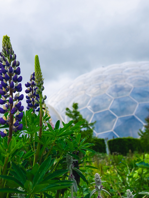 Supporting biodiversity and nature alongside the Eden Project