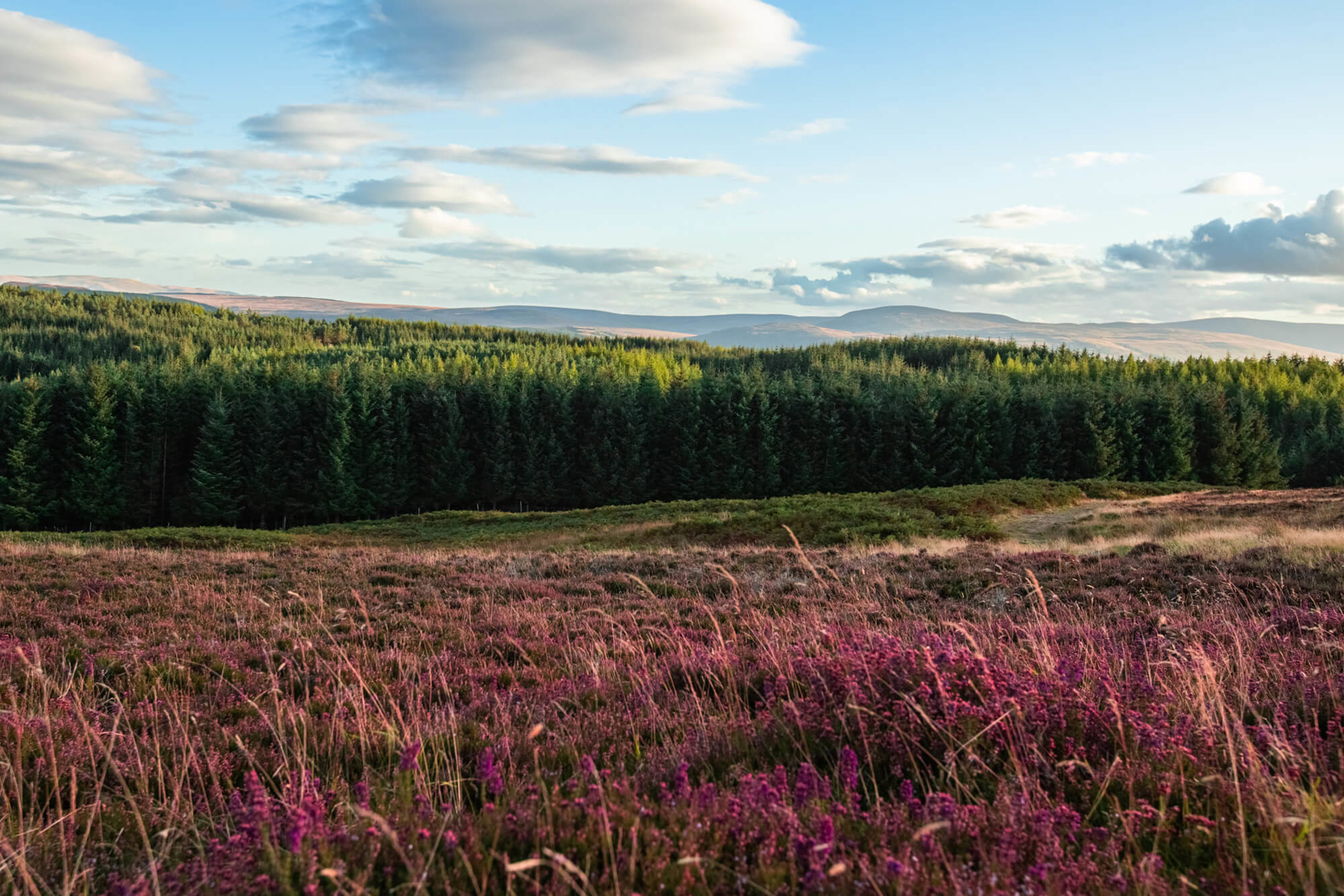Dear Future Prime Minister: The UK must turn deforestation ambition into action 