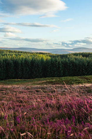 Dear Future Prime Minister: The UK must turn deforestation ambition into action 