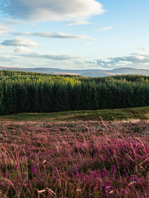 Dear Future Prime Minister: The UK must turn deforestation ambition into action 