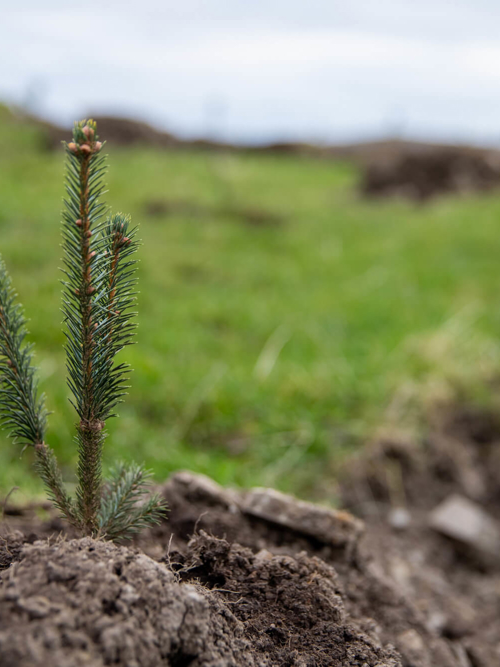 Policy Paper: The Carbon Credit Price