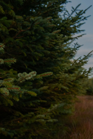 Woodland carbon and the UK ETS: a critical juncture for natural capital policy