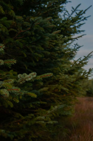 Woodland carbon and the UK ETS: a critical juncture for natural capital policy