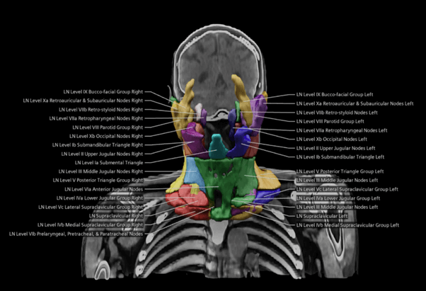 Image showing AI to provide automatic contouring of organs at risk of cancer