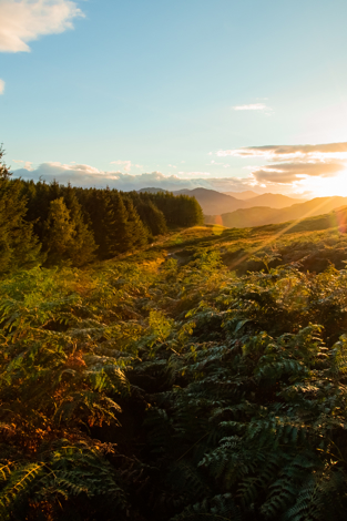 Foresight Group's Natural Capital strategy reaches £50m milestone